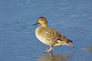 Acuta: Northern Pintail - female in winter