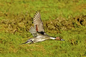 Pintail: Northern Pintail in flight