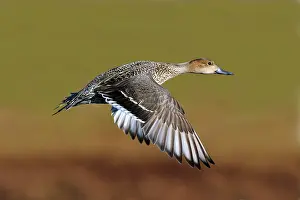 Acuta: Northern Pintail - in flight in winter