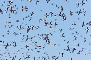Pintails: Northern Pintail - flock in flight