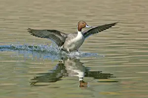Pintail: Northern Pintail landing
