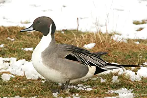 Pintails: Northern Pintail - Male
