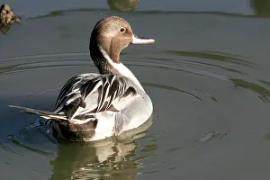 Pintails: Northern Pintail - Male