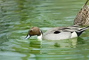 Pintail: Northern Pintail male