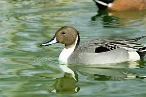 Pintail: Northern Pintail male