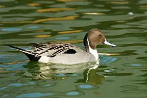 Pintail: Northern Pintail male