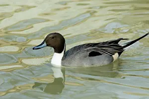 Pintail: Northern Pintail male