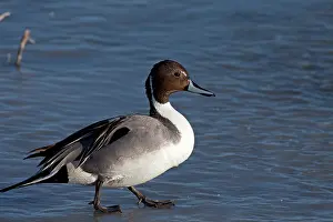 Pintail: Northern Pintail male