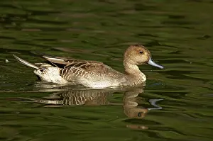 Molt: Northern Pintail Molting