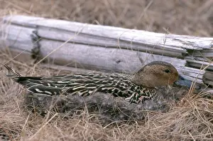 Yukon: Northern Pintail on Nest