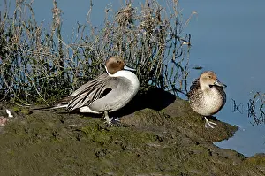Mates: Northern pintail pair at rest