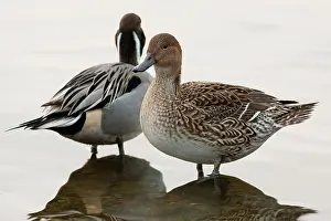 Acuta: Northern Pintail - pair standing at the edge of a lake