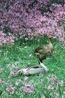 Mates: Northern Pintails