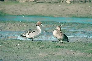 Mates: Northern Pintails