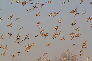 Zoological: Northern Pintails in Flight