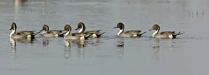 Pintails: Northern Pintails - flock in winter