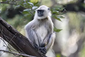 Asiatic: Northern plains gray langur (Semnopithecus entellus)