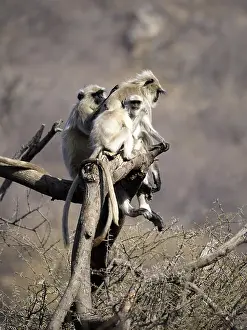 Subcontinent: Northern Plains Grey Langur - adult and young Semnopithecus