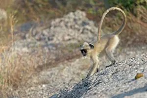 Hanuman: Northern Plains Grey Langur / Hanuman Langur - young
