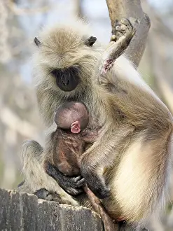 Langurs: Northern Plains Grey Langur - mother with new born