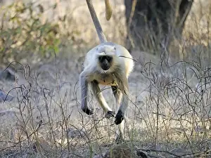 Subcontinent: Northern Plains Grey Langur - running Semnopithecus