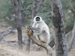 Langurs: Northern Plains Grey Langur Semnopithecus entellus
