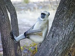 Subcontinent: Northern Plains Grey Langur Semnopithecus entellus