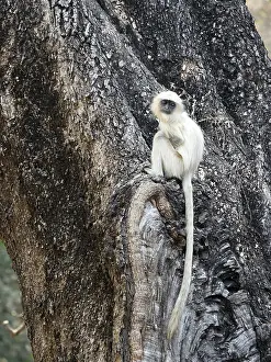 Langurs: Northern Plains Grey Langur - youngster Semnopithecus