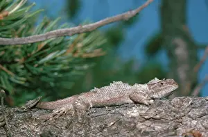 Moulting: Northern Plateau Lizard Shedding