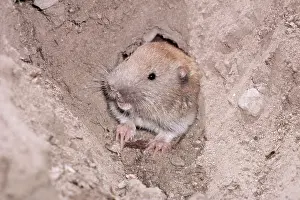 Gopher: NORTHERN POCKET GOPHER