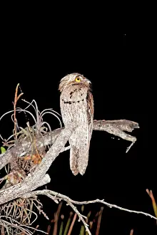 Nyctibius: Northern Potoo