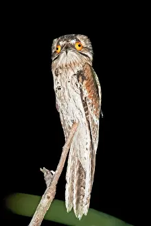 Nyctibius: Northern Potoo