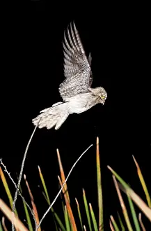 Nyctibius: Northern Potoo