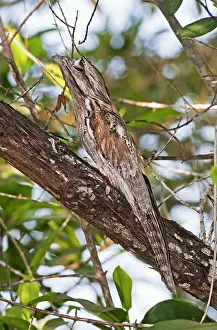Nyctibius: Northern Potoo