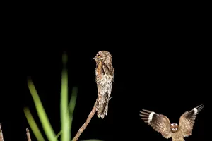 Nyctibius: Northern Potoo