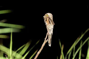 Nyctibius: Northern Potoo