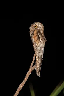 Nyctibius: Northern Potoo