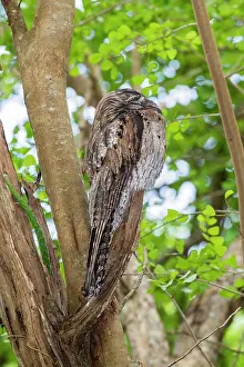 Sleep: Northern Potoo (Nyctibius jamaicensis) adult, roosting