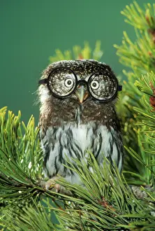 Intelligent: Northern Pygmy Owl, close-up on branch wearing glasses