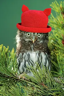 Wooly: Northern Pygmy Owl, close-up on branch wearing red