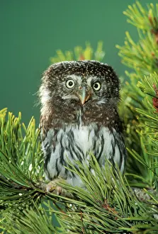 Glaucidium: Northern Pygmy OWL - close-up in conifer