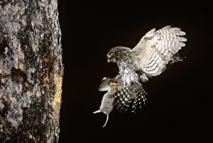 Glaucidium: Northern Pygmy Owl flying to nest with prey