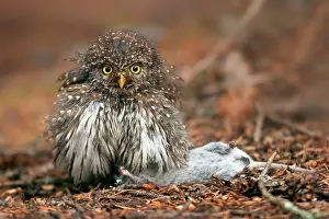 Glaucidium: Northern Pygmy-Owl - with a large mouse caught naturally