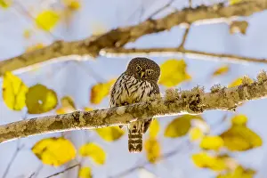 Glaucidium: Northern Pygmy Owl or Northern Pygmy-Owl (Glaucidium