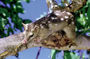 Quoll: Northern quoll (Dasyurus hallucatus) in tree. Kakadu