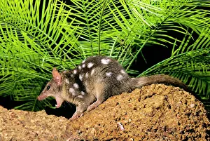 Quoll: Northern Quoll - with mouth wide open