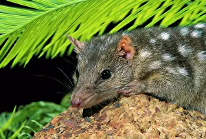 Quoll: Northern Quoll - portrait