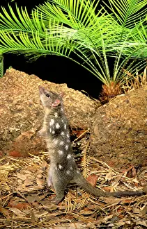 Quoll: Northern Quoll - Stretched - standing on hind legs