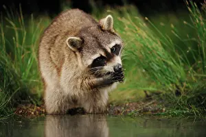 Canids: Northern Raccoon (Procyon lotor), adult at night
