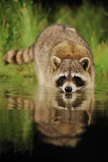 Lotor: Northern Raccoon (Procyon lotor), adult at night